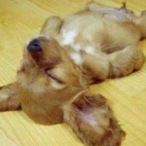 Meet your Posher, Patrico